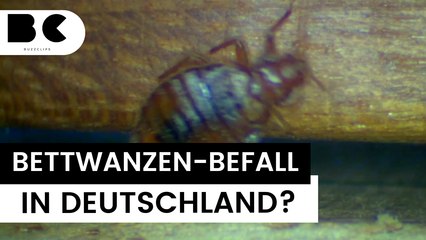 Bettwanzen jetzt auch in Deutschland?