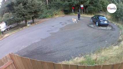 Frau mit Golden Retriever merkt nicht, dass ihr Plan heimlich gefilmt wird