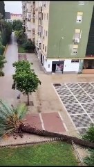 "Caiu a palmeira". Vídeo gravado durante tempestade em Sevilha é viral
