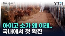 백신도 없는데...국내서 소 괴상피부병 첫 확진 [지금이뉴스]  / YTN