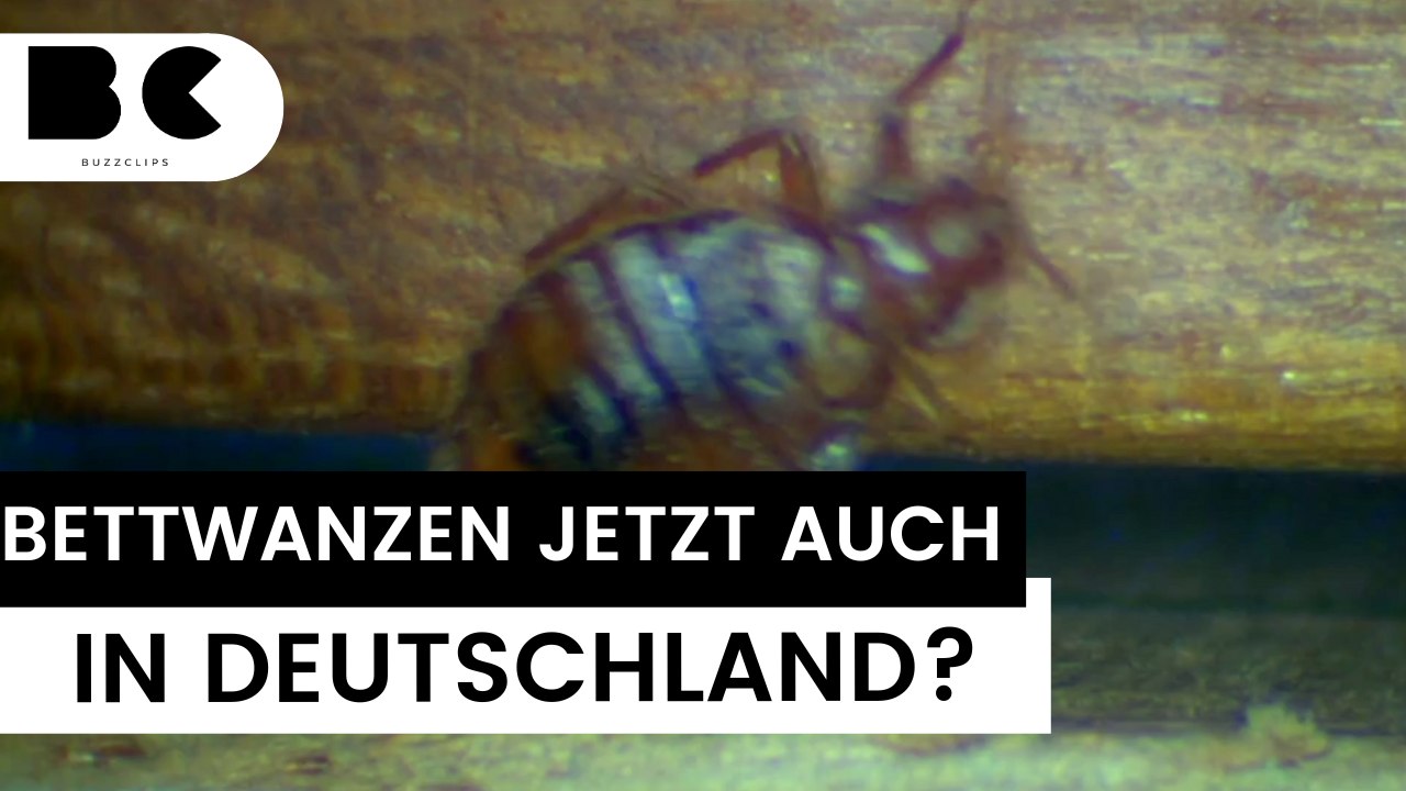 Bettwanzen bedrohen möglicherweise auch Deutschland