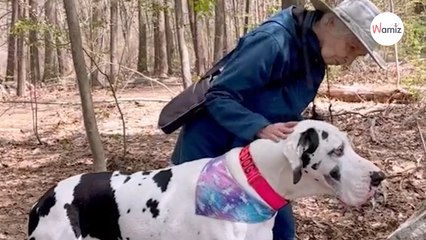 UK - Dog befriends senior couple: when the man passes away, he does the sweetest thing