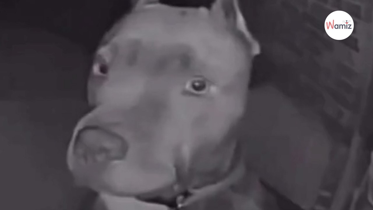 Pitbull irrumpe en la entrada de una casa: nadie esperaba lo que hizo en plena noche