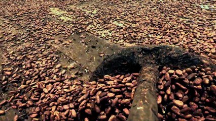 Trailer novela Renascer