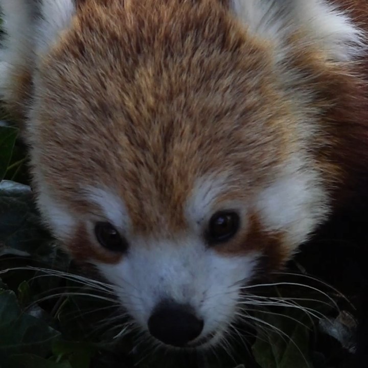 Le Panda Roux  du zoo de Saint Martin-la-Plaine !
