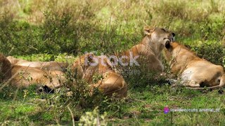 African Safari: Big Five Encounters