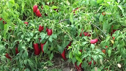 Salçalık Biber Fiyatları Tarlada Düşerken Markette Yükseliyor