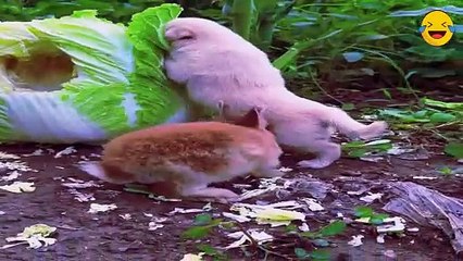 Dog & Rabbit # Human together?