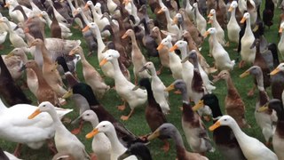Watch 1000 Ducks Waddle To Work On Wine Farm | Wild-ish TV
