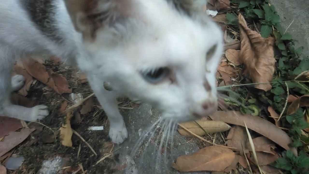 Sad ownerless cat