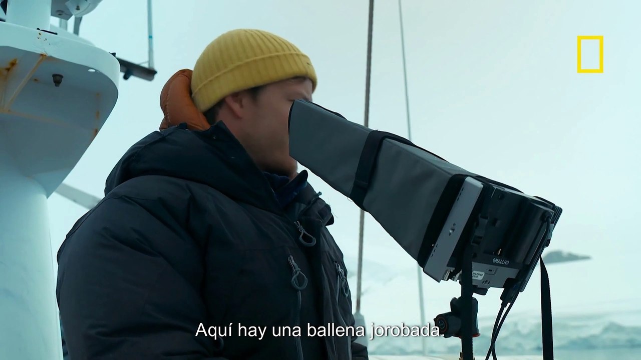 Orcas a la caza 2