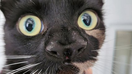 The cat with two noses, road closures and a Herculian birth - LiverpoolWorld headlines