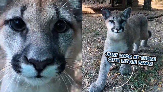 Brave Puma CUB Comes Right Up To Camera!!