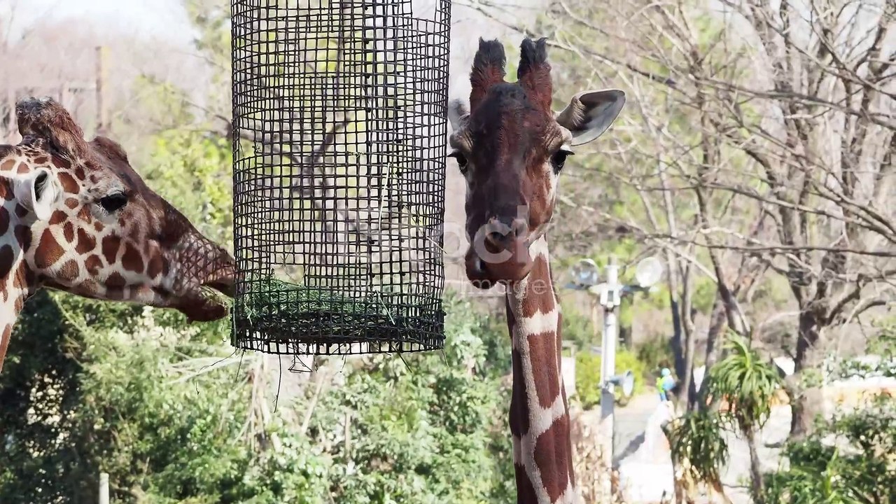 Animal Best Friends Unlikely Duos video Dailymotion