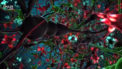 Scientists Transfer Alzheimer’s From Elderly Rat to Young Hosts In World First