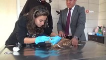 Tedavileri tamamlanan orman kartalı ve şahin doğaya salındı