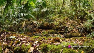 Jungle Expedition: Meeting Rainforest Creatures