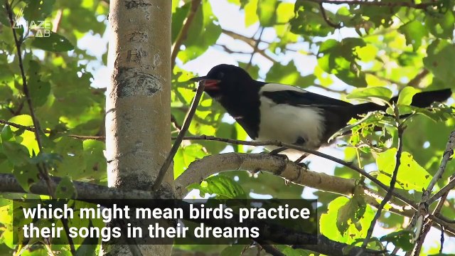 Animal Dreams! What Birds, Rats and Dogs Might Think About While Snoozing