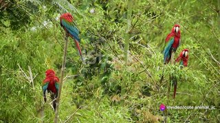 Animal Rescues in the Amazon Rainforest