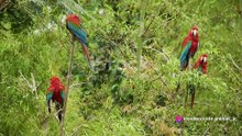 Animal Rescues in the Amazon Rainforest