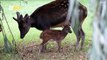 Check Out this Ultra-Rare Spotted Deer Born at Chester Zoo
