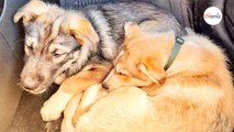 Un couple adopte un chien : 45 minutes plus tard, ils reviennent chercher son frère aveugle