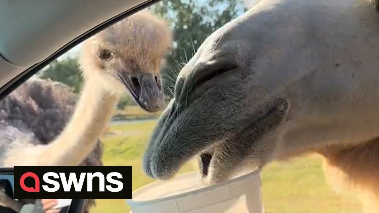 Camel peeps through car window at safari park and chomped on grandma's arm