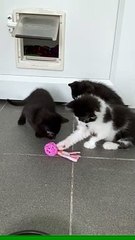 RSPCA West Norfolk branch 'overrun' with kittens in need of new homes