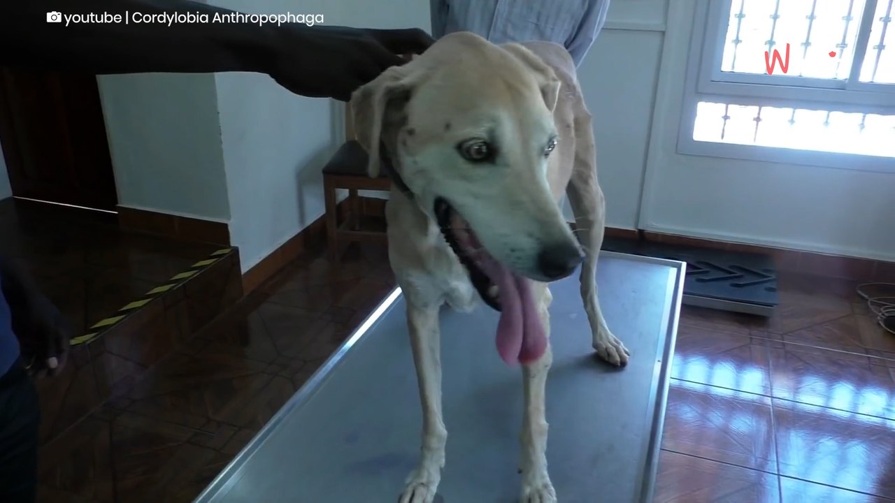 Tierarzt drückt Hund auf die Haut und bereitet dem Spuk endlich ein Ende (Video)