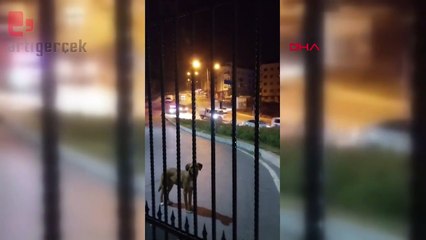 Hafriyat kamyonu kovalamacası kamerada