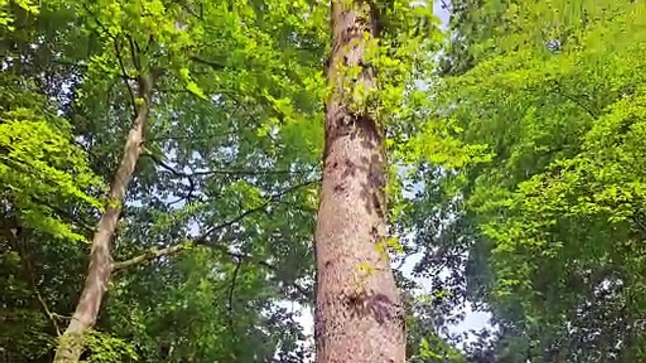 squirrels in forrest