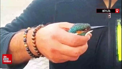 Yalıçapkını, Tatvan'da bitkin halde bulundu