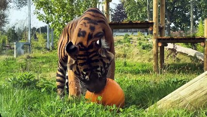 Boo at Twycross Zoo! Jahly the tiger gets in the spooky spirit with a pumpkin party
