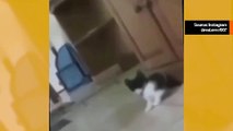 Video: Verkleidet als riesige Katze, erschreckt Besitzer fast sein eigenes Kätzchen zu Tode.