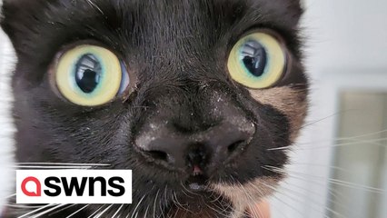 Meet the rescue cat with TWO noses