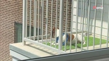 Une propriétaire laisse son chien dans une garderie : en regardant la caméra, elle fond en larmes