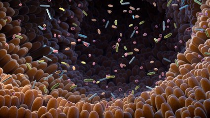 Il microbiota intestinale potenzia l'immunoterapia