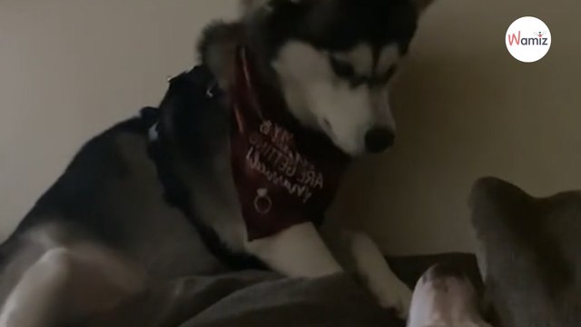 Un Husky veut jouer avec un chien sourd : sa manière de réveiller son copain va attendrir plus de 2M d'internautes