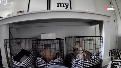 Le chien décide de faire évader les autres pensionnaires de la maison : 8,5M d'internautes sont hilares (vidéo)