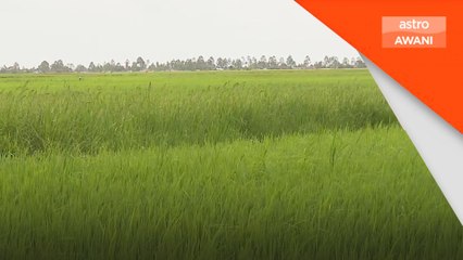 Harga kawalan maksimum benih padi sah diselaras