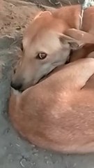 Cute and Beautiful Dog Videos 2023 🐶