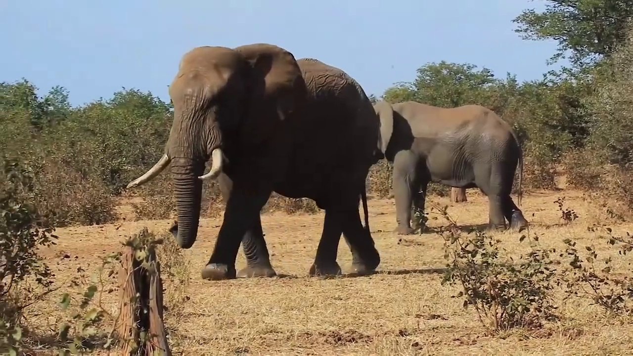 Elephant Big Amazing Video