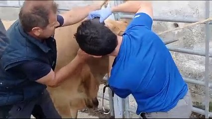 Un mosquito que hace temblar 600 kilos.