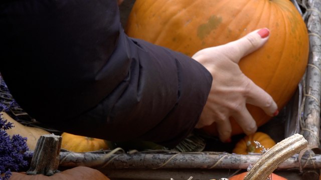 Sevenoaks farm gears up for half term pumpkin picking!