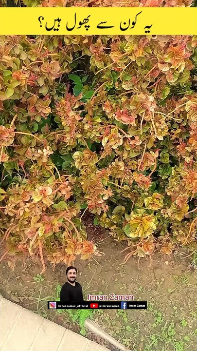 Which Flower is this? 