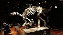 150 milyon yıllık dinozor iskeleti 930 bin avroya satıldı
