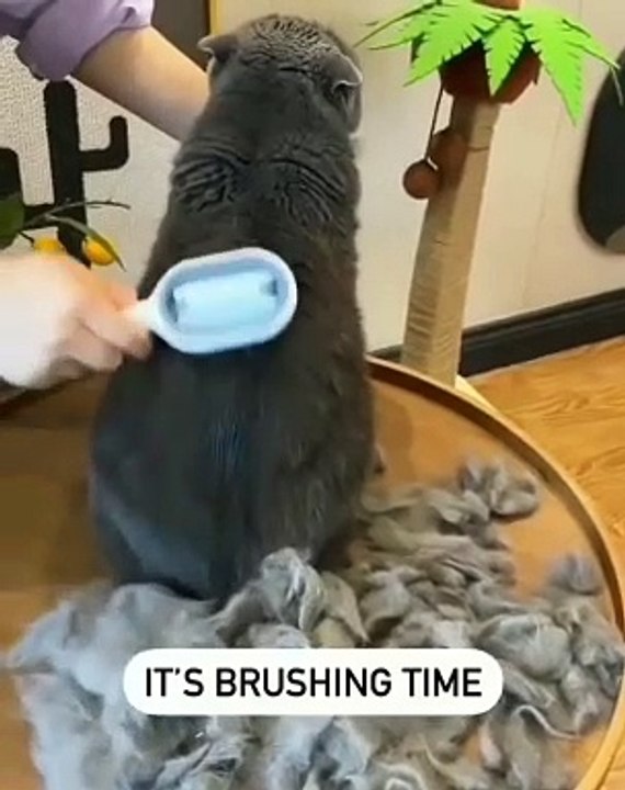 Beautiful cats