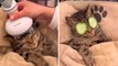 Lustiges Video: Katze bekommt Spa-Behandlung und wird zum Viralhit in den sozialen Netzwerken