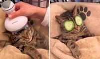 Lustiges Video: Katze bekommt Spa-Behandlung und wird zum Viralhit in den sozialen Netzwerken