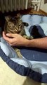 Jealous Cat Swats At Hands